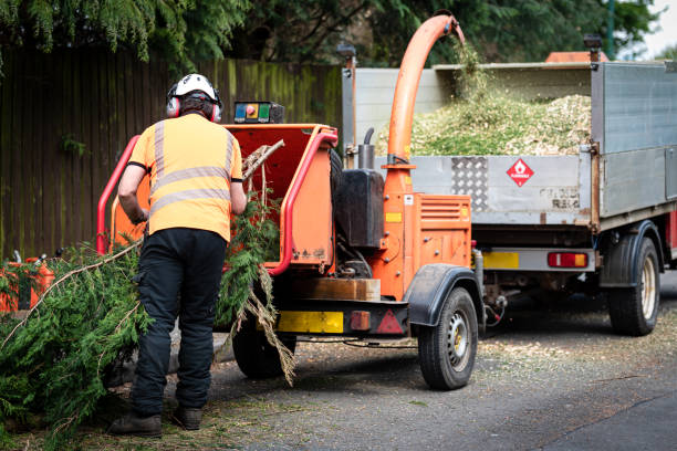 Maumelle, AR Tree Service Company